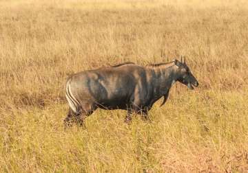 Nilgai