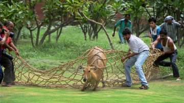 Environment Ministry has declared Nilgai and monkeys vermin in many states