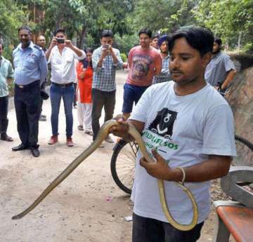 The rescued snake with a Wildlife SOS 