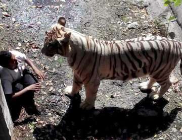 The man was killed by a white tiger in September 2014.