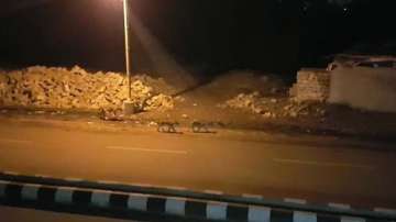  Eight lions moving stealthily through Gujarat's streets