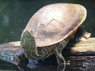 Turtles evolved to have shells