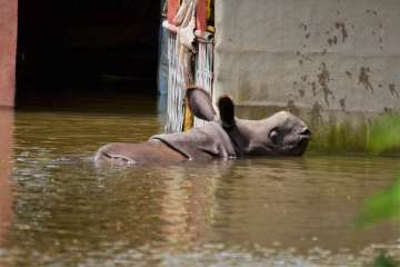 Assam floods