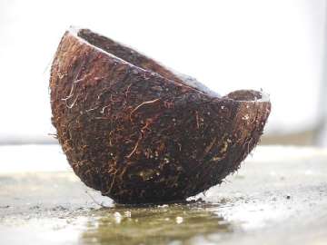 Coconuts could help in construction of earthquake-proof buildings