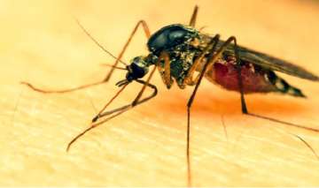 Dengue mosquito 