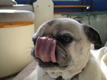 Dog licking is injurious to health