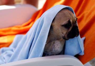 A dog is seen covered with a towel at dog beach and bar in Crikvenica