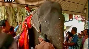 This 86-year-old Kerala elephant is all set to enter Guinness Book of records