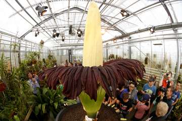 Titan Arum, world’s largest flower blooms in Kerala after nine years