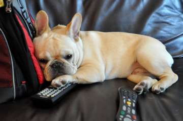 pet friendly remote introduced for TV