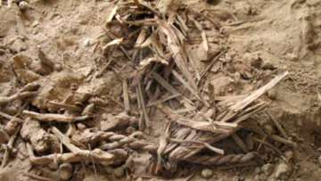 Researchers Sequence Genome of Ancient Barley