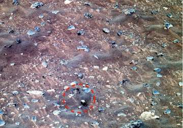 Seashell ‘spotted’ on Mars surface indicates life once existed on the Red Planet
