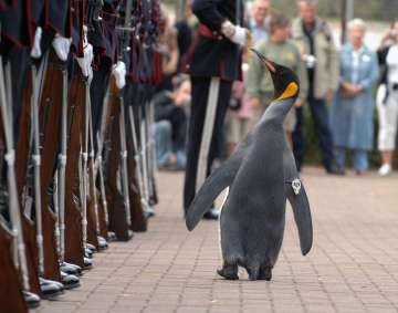 Resident king penguin Sir Nils Olav is an honorary member of the King of Norway