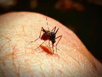 Chikungunya cases in Delhi shoot up to 560