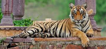 Oldest Tigress Died