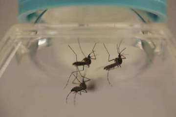 DOs and DON'Ts to keep in mind to avoid dengue and chikungunya- IndiA TV