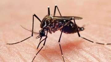 dengue, chikungunya cases- India TV