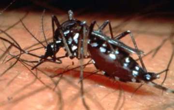 Dengue cases- India TV