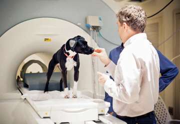 Scientists decode dog's mind in real time