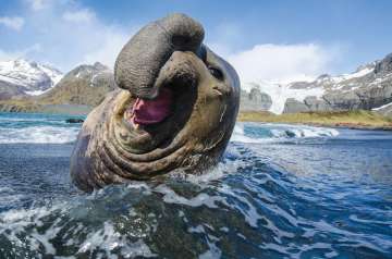 Elephant seals to measure changing ocean currents