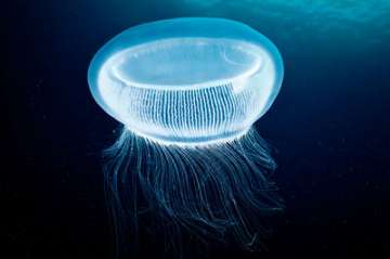 Jellyfish proteins create new laser- India TV