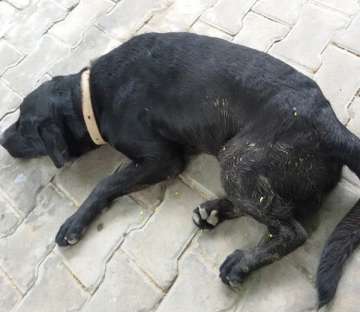 Kalu, the minister's pet Labrador, has been missing since Tuesday 