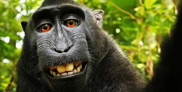 PETA takes ‘Monkey selfie’ copyright lawsuit to US Court of Appeals