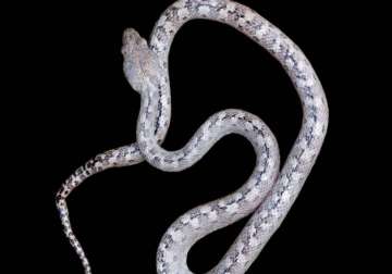 The ghost snake was found within the Ankarana National Park 