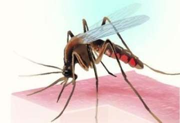 The doctors are suffering from dengue and Chikungunya- India TV