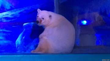 New home offered to ‘Pizza’, the 'world's saddest polar bear'