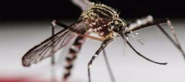 Two more Indians infected with Zika in Singapore- India TV