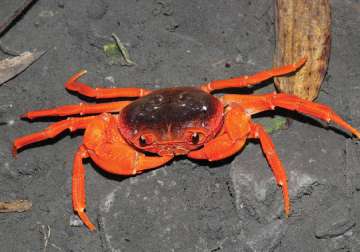  Scientists discover new crab species in Chinese pet market