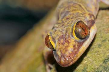 Researchers name newly discovered lizard species after THIS Indian scientist 