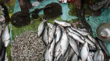 Indian scientists recycle fish bio-waste into green energy 

