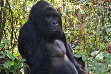 Eastern gorilla listed as critically endangered