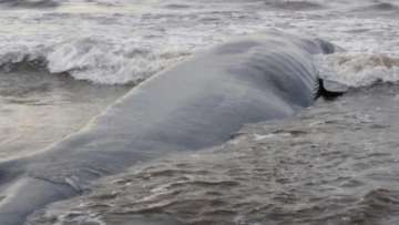 47-feet-long blue whale rescued after being washed ashore in Maharashtra