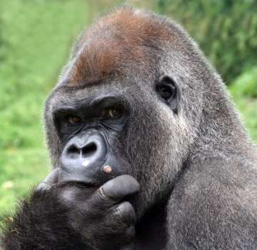  Apes know just like humans others are thinking