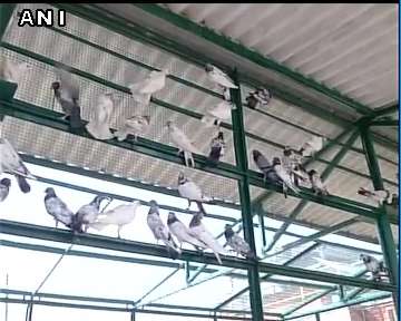 pigeons, espionage, Jammu, Kashmir