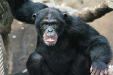 Rank fight in chimpanzees