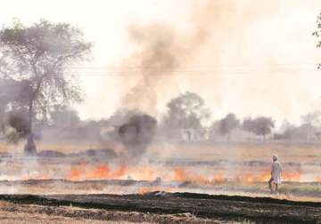 File pic - Burning of paddy stubbles have already begun across Punjab, Haryana