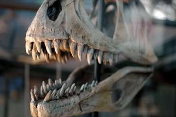 Largest dinosaur discovered