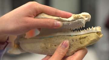 Researchers studying 3-D printed fish fossil