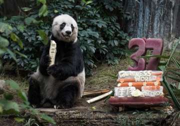 oldest giant panda dies