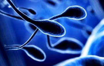 sperm, IVF 
