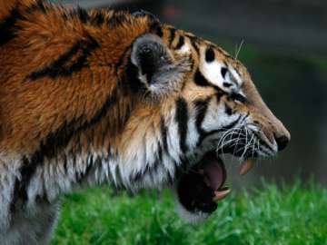 Tiger carcass with severed paws found in Kanha reserve
