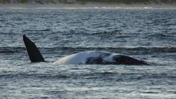 Baby whale calf helps mother whale