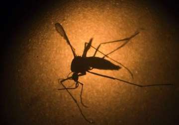 Zika virus likely to spread across Asia: WHO