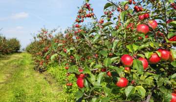 Himachal growers complete 100 years of producing apples.