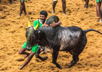 File pic - A man tries to control a bull during Jallikattu celebrations 