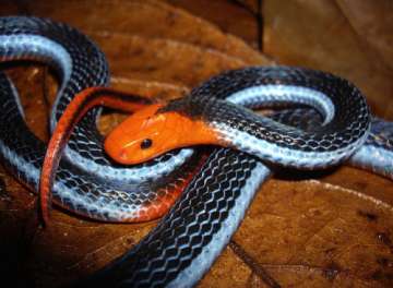 Venom of deadly snake that hunts young cobra can be used to make painkillers